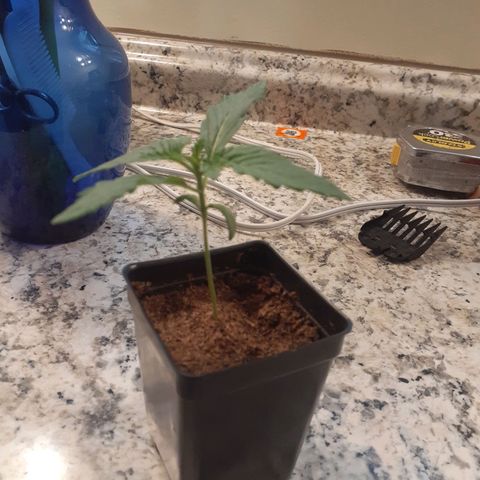 Mystery Seed 1 growlog photo: Really looking good