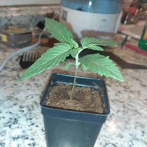 Mystery Seed 1 growlog photo: Really looking good