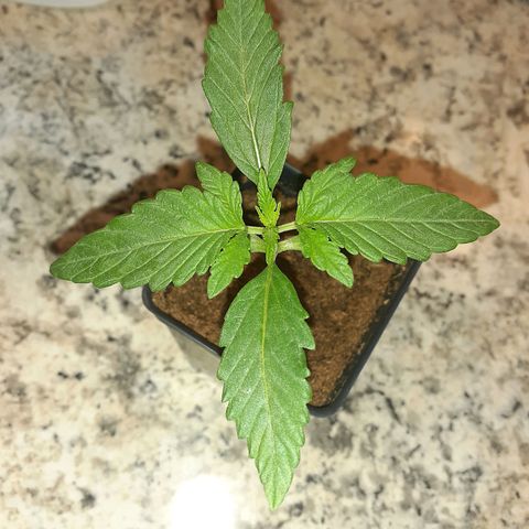 Mystery Seed 1 growlog photo: Really looking good