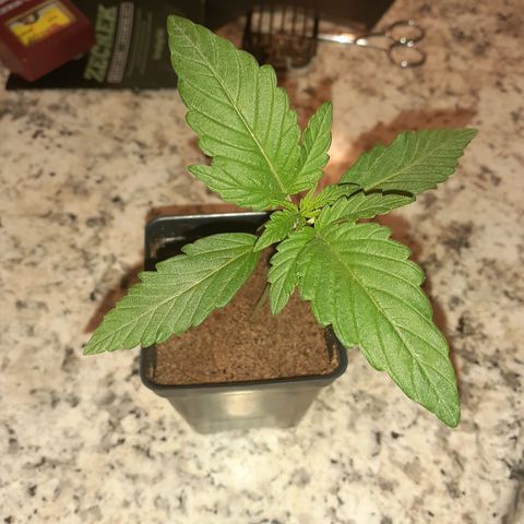 Mystery Seed 1 growlog timeline photo