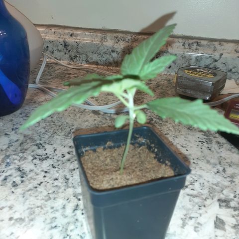 Mystery Seed 1 growlog timeline photo