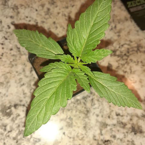 Mystery Seed 1 growlog timeline photo