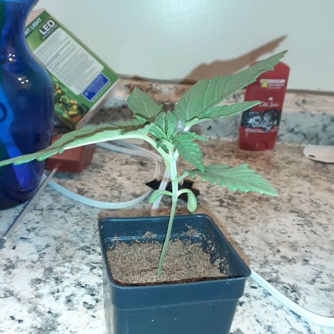 Mystery Seed 1 growlog timeline photo