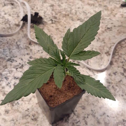 Mystery Seed 1 growlog timeline photo