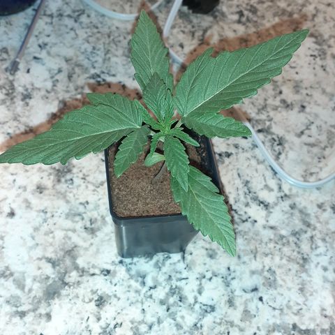 Mystery Seed 1 growlog timeline photo