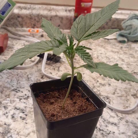 Mystery Seed 1 growlog timeline photo