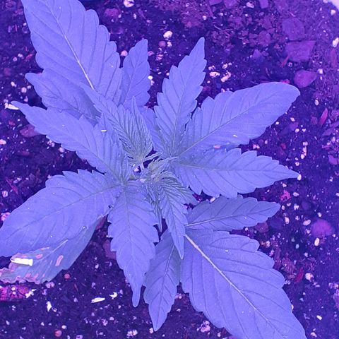 Mystery Seed 1 growlog photo: Looking good