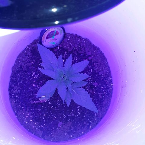 Mystery Seed 1 growlog photo: Looking good