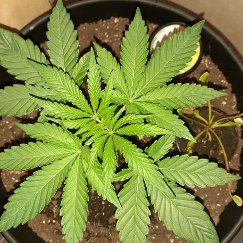 Mystery Seed 1 growlog timeline photo