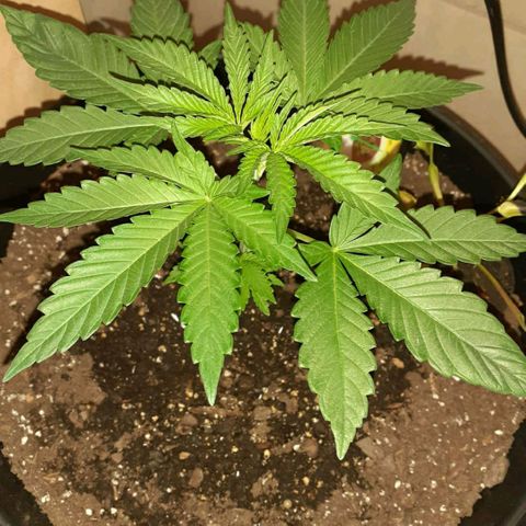 Mystery Seed 1 growlog timeline photo