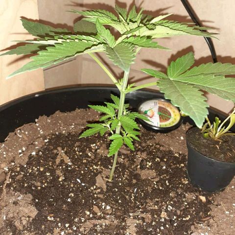 Mystery Seed 1 growlog timeline photo
