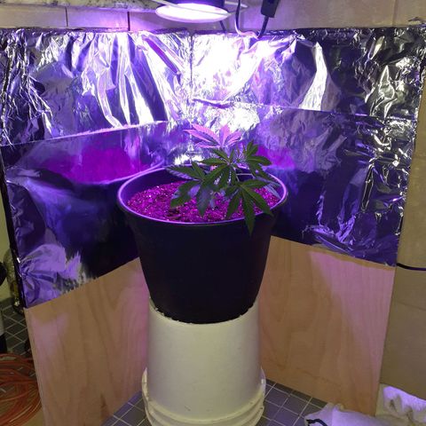 Mystery Seed 1 growlog photo: Started LST