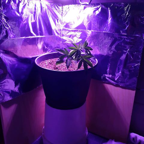 Mystery Seed 1 growlog photo: Started LST