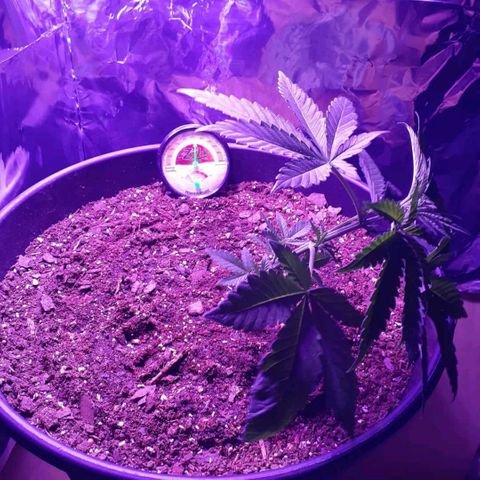 Mystery Seed 1 growlog timeline photo