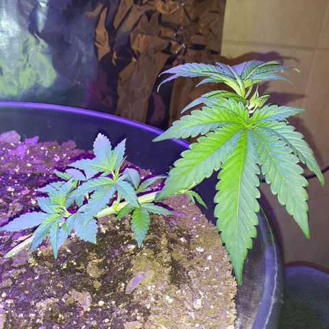 Mystery Seed 1 growlog photo: Removed larger fan leaves, readjusted the LST