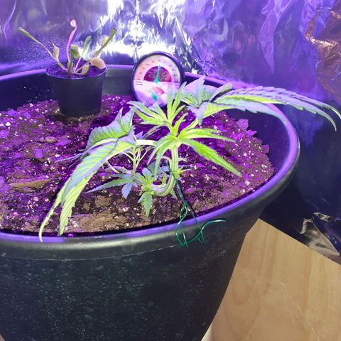 Mystery Seed 1 growlog photo: Removed larger fan leaves, readjusted the LST