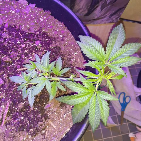 Mystery Seed 1 growlog photo: Removed larger fan leaves, readjusted the LST