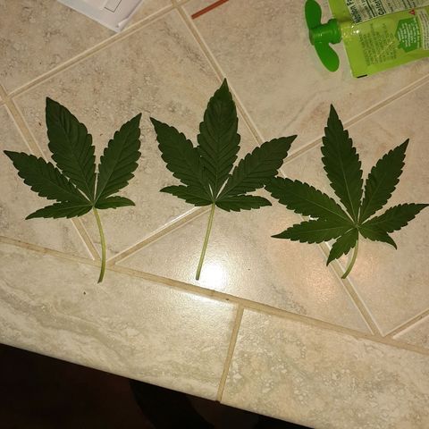 Mystery Seed 1 growlog photo: First official defoliation 