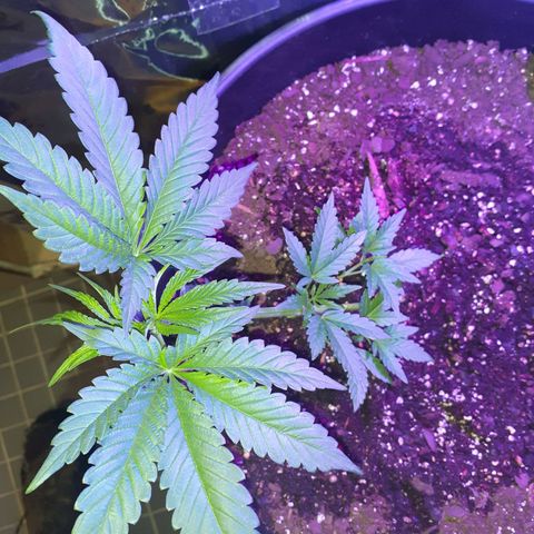 Mystery Seed 1 growlog timeline photo
