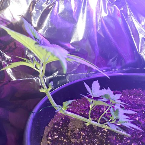 Mystery Seed 1 growlog timeline photo