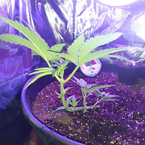 Mystery Seed 1 growlog timeline photo