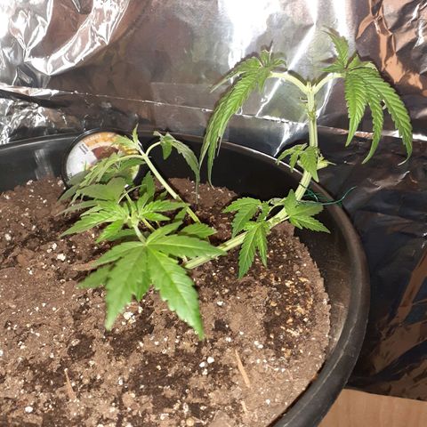 Mystery Seed 1 growlog timeline photo