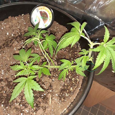 Mystery Seed 1 growlog timeline photo