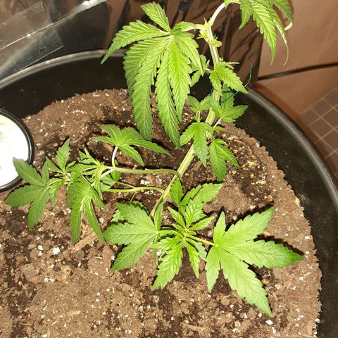 Mystery Seed 1 growlog timeline photo