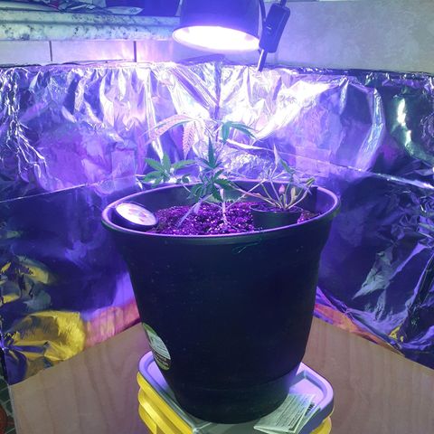 Mystery Seed 1 growlog timeline photo