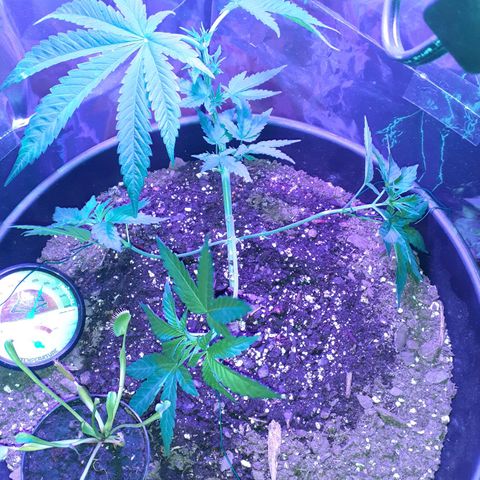Mystery Seed 1 growlog timeline photo