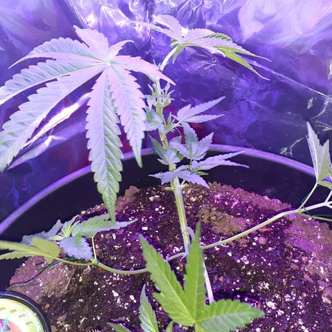 Mystery Seed 1 growlog timeline photo