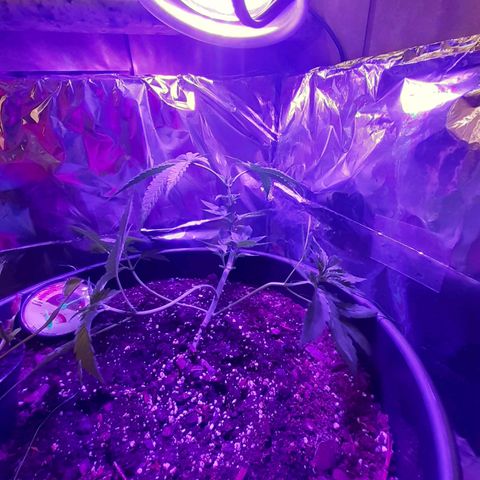 Mystery Seed 1 growlog timeline photo