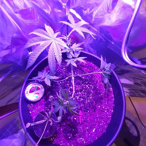 Mystery Seed 1 growlog timeline photo