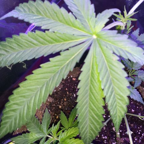 Mystery Seed 1 growlog timeline photo