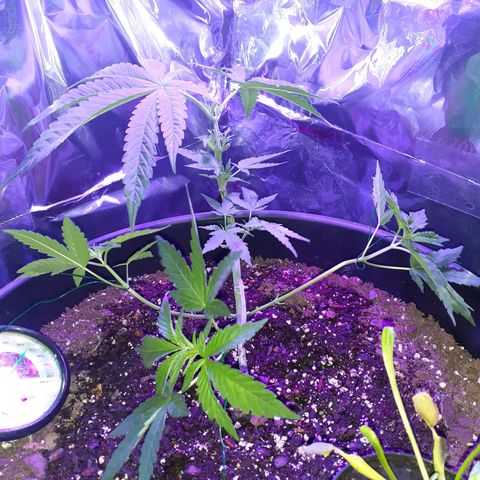 Mystery Seed 1 growlog timeline photo