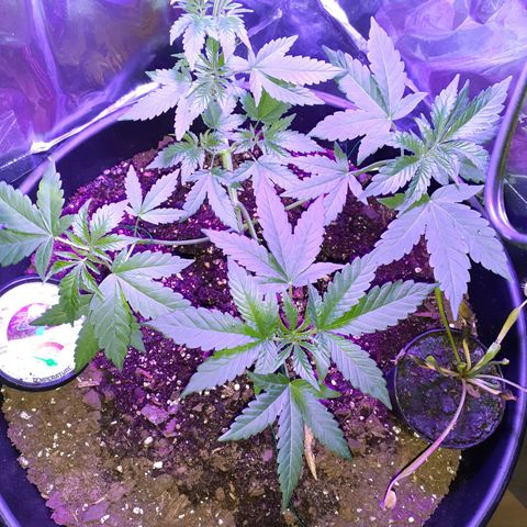 Mystery Seed 1 growlog timeline photo