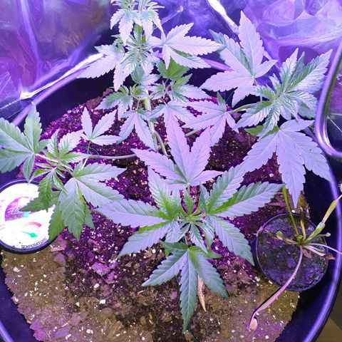 Mystery Seed 1 growlog timeline photo