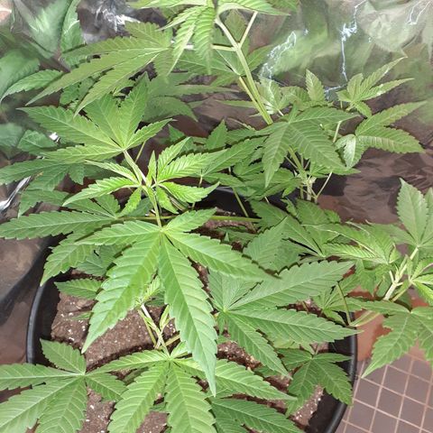 Mystery Seed 1 growlog timeline photo