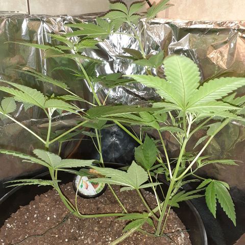 Mystery Seed 1 growlog timeline photo