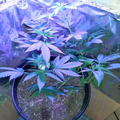 Mystery Seed 1 growlog timeline photo