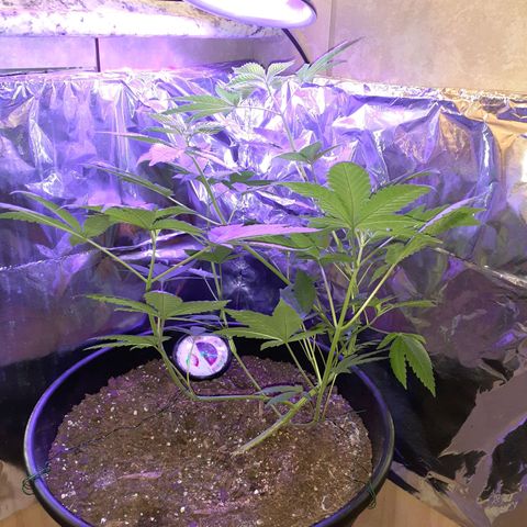 Mystery Seed 1 growlog timeline photo