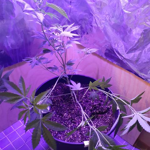 Mystery Seed 1 growlog photo: Did some more Low Stress Training 