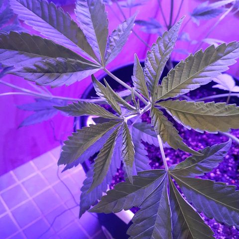 Mystery Seed 1 growlog photo: Did some more Low Stress Training 
