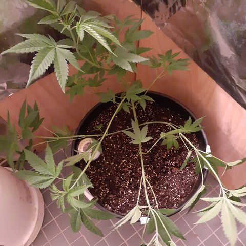 Mystery Seed 1 growlog photo: Did some more Low Stress Training 