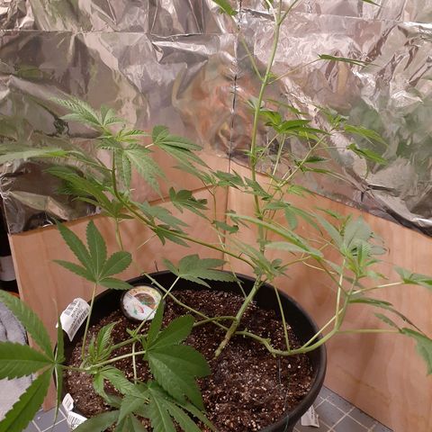Mystery Seed 1 growlog photo: Accidentally over trimmed, redid the LST, and moved into the 2x2x4 grow tent with the spiderfarmer sf1000D light 