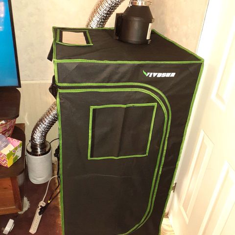 Mystery Seed 1 growlog photo: Accidentally over trimmed, redid the LST, and moved into the 2x2x4 grow tent with the spiderfarmer sf1000D light 