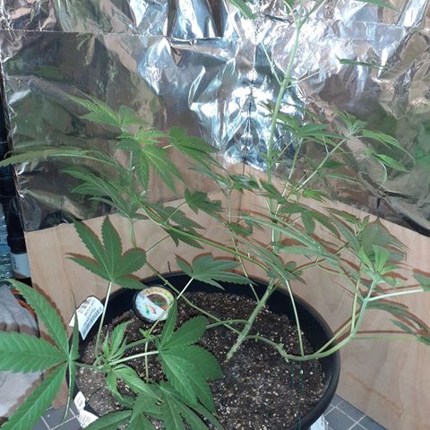 Mystery Seed 1 growlog photo: Accidentally over trimmed, redid the LST, and moved into the 2x2x4 grow tent with the spiderfarmer sf1000D light 