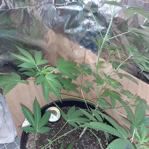 Mystery Seed 1 growlog photo: Accidentally over trimmed, redid the LST, and moved into the 2x2x4 grow tent with the spiderfarmer sf1000D light 