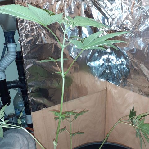 Mystery Seed 1 growlog photo: Accidentally over trimmed, redid the LST, and moved into the 2x2x4 grow tent with the spiderfarmer sf1000D light 