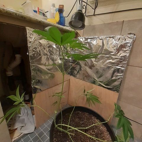 Mystery Seed 1 growlog photo: Accidentally over trimmed, redid the LST, and moved into the 2x2x4 grow tent with the spiderfarmer sf1000D light 